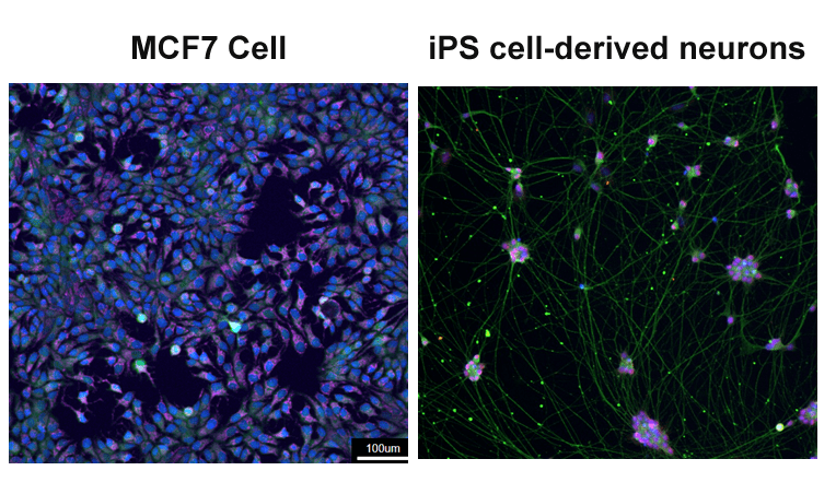 Cell3iMager NX  多重蛍光分析